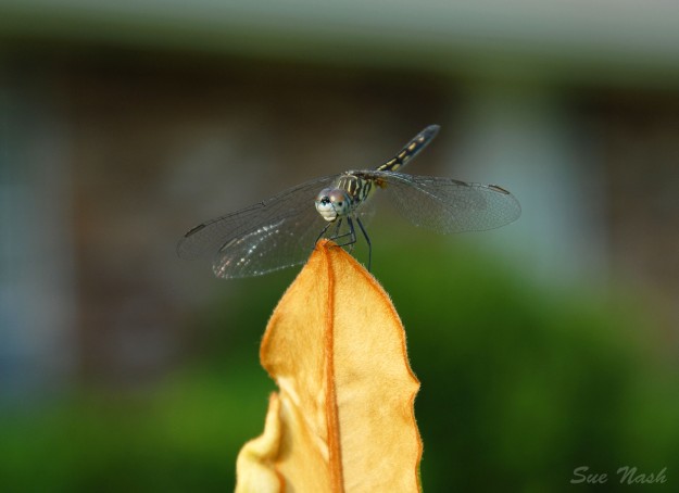 Dragonfly perched