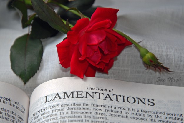 Lamentations with large rose